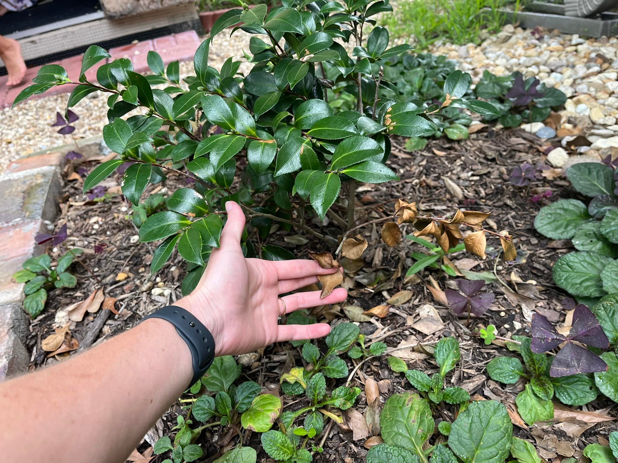 Why are my plants turning brown in Louisiana?