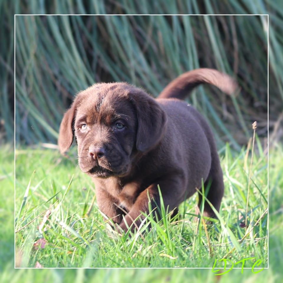 Labradors de... - Labradors de L'Amour Des Trois Chocolats