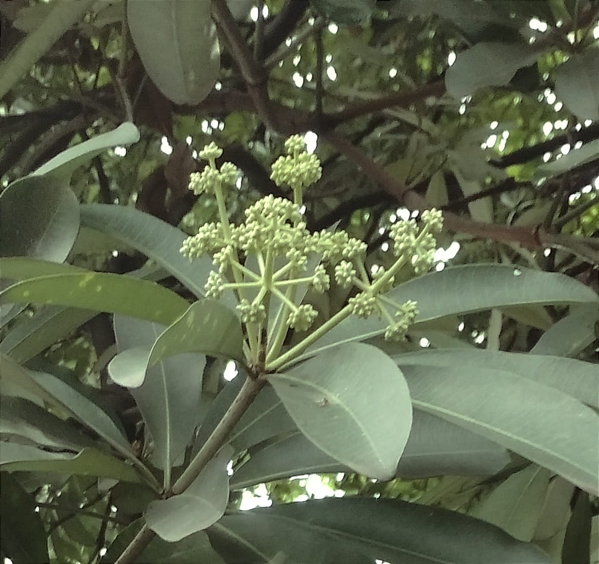 Plant Wealth of India (भारत की वनस्पति सम्पदा) | Alstonia scholaris ...