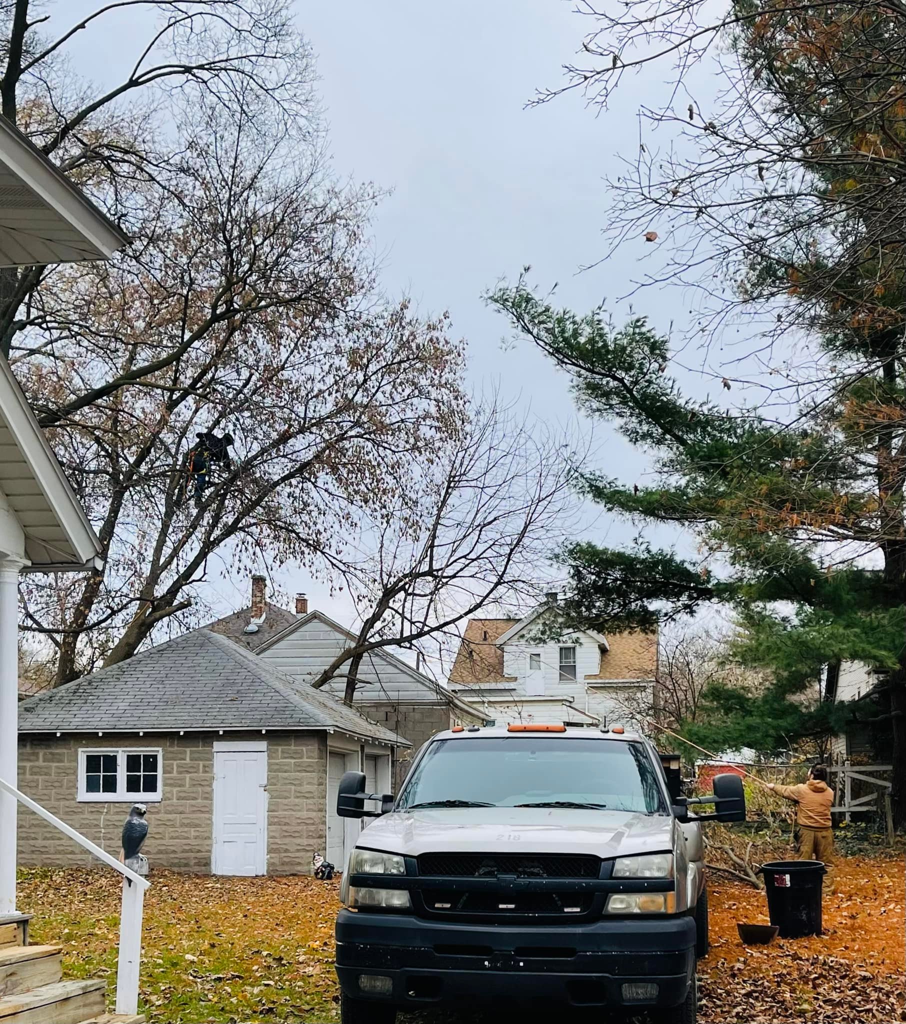 Rogue River Tree Service