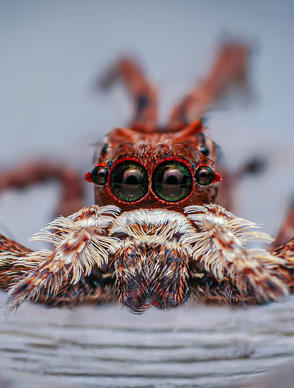 Behind - Meet Portia labiata, the clever jumping spider known for its ...