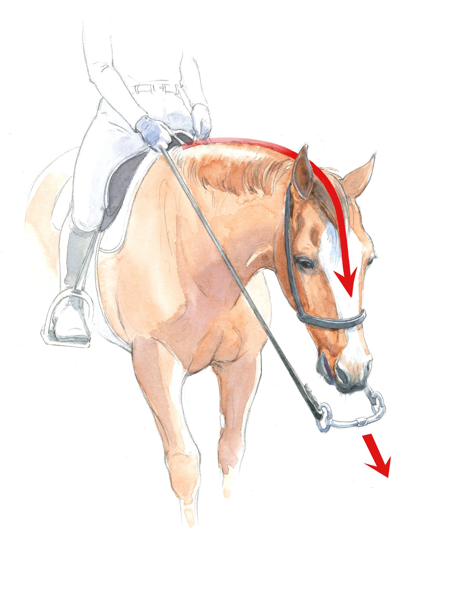 Practical - Imagine the bit being in front of your horse’s mouth ...
