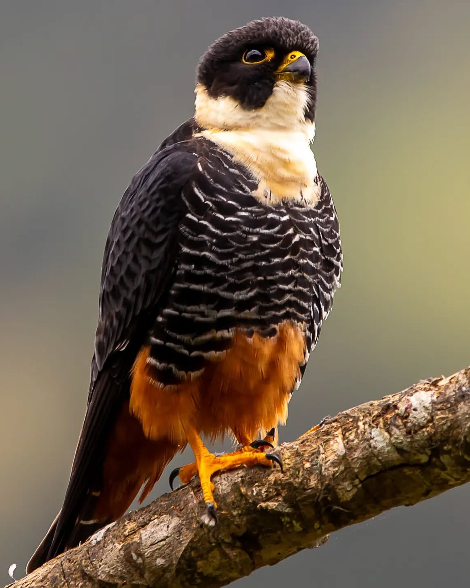 Eaglewatch NL - BAT FALCON - Tooth • NL : Vleermuisvalk... | Facebook