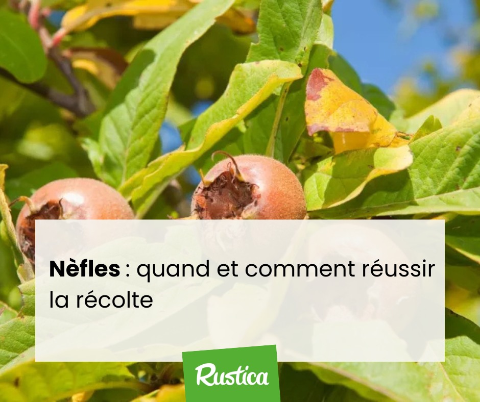 Rustica - 🍂 Les nèfles se récoltent à bonne maturité pour révéler toute ...