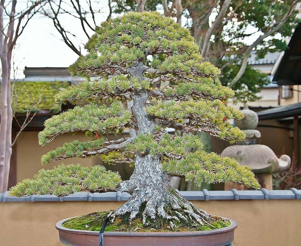 Beautiful twin trunk 💚 Japanese 5-needle pine ^-^ Fujikawa Kouka