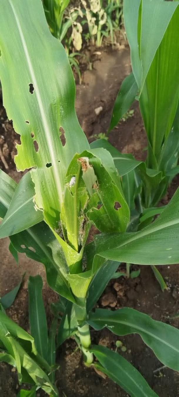 yini engavinba ukuthi amaqwagi... - Ukukhanya Farming Project | Facebook