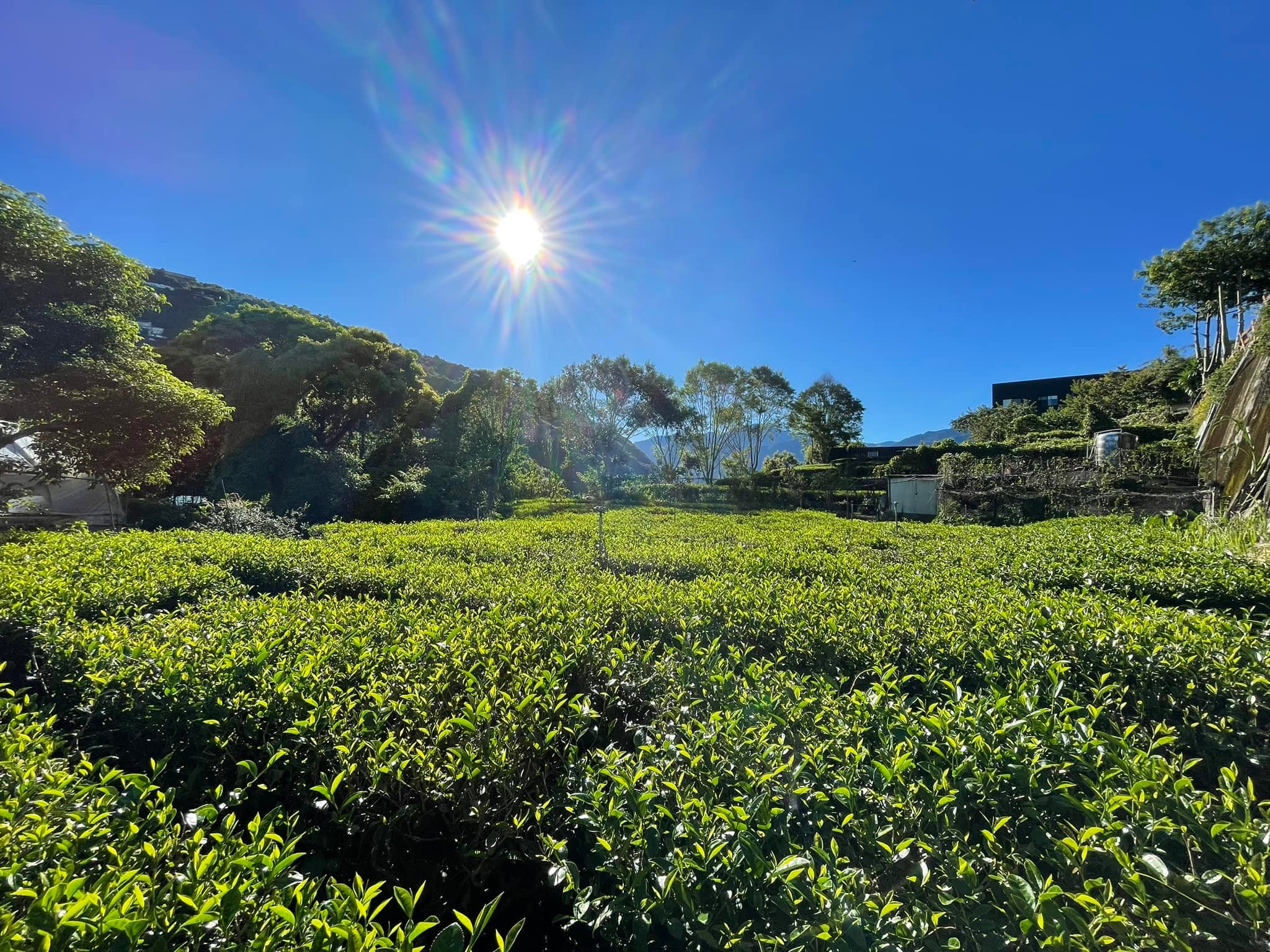 霧上原鄉茶 - ⚠️2023南投世界茶博最後一天⚠️ 一年一度的茶葉盛會即將落幕... | Facebook