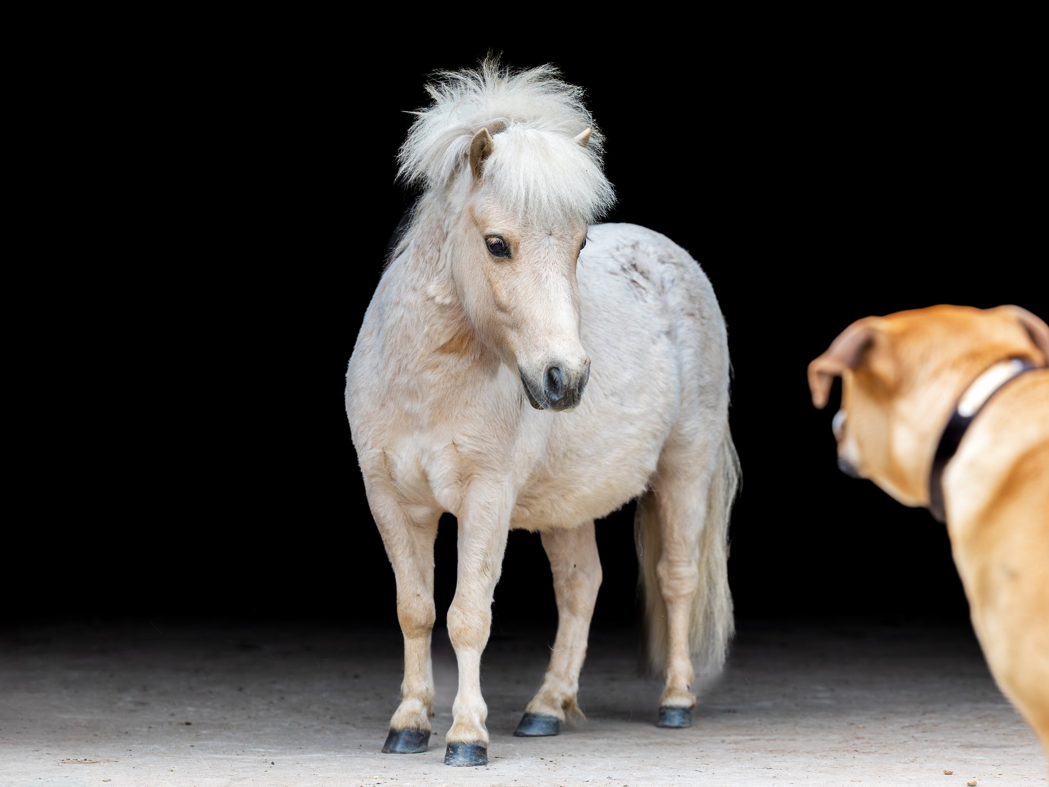 JW - 🌟 JW Equestrian is expanding – Join Our Team! 🌟 2026 is bringing ...