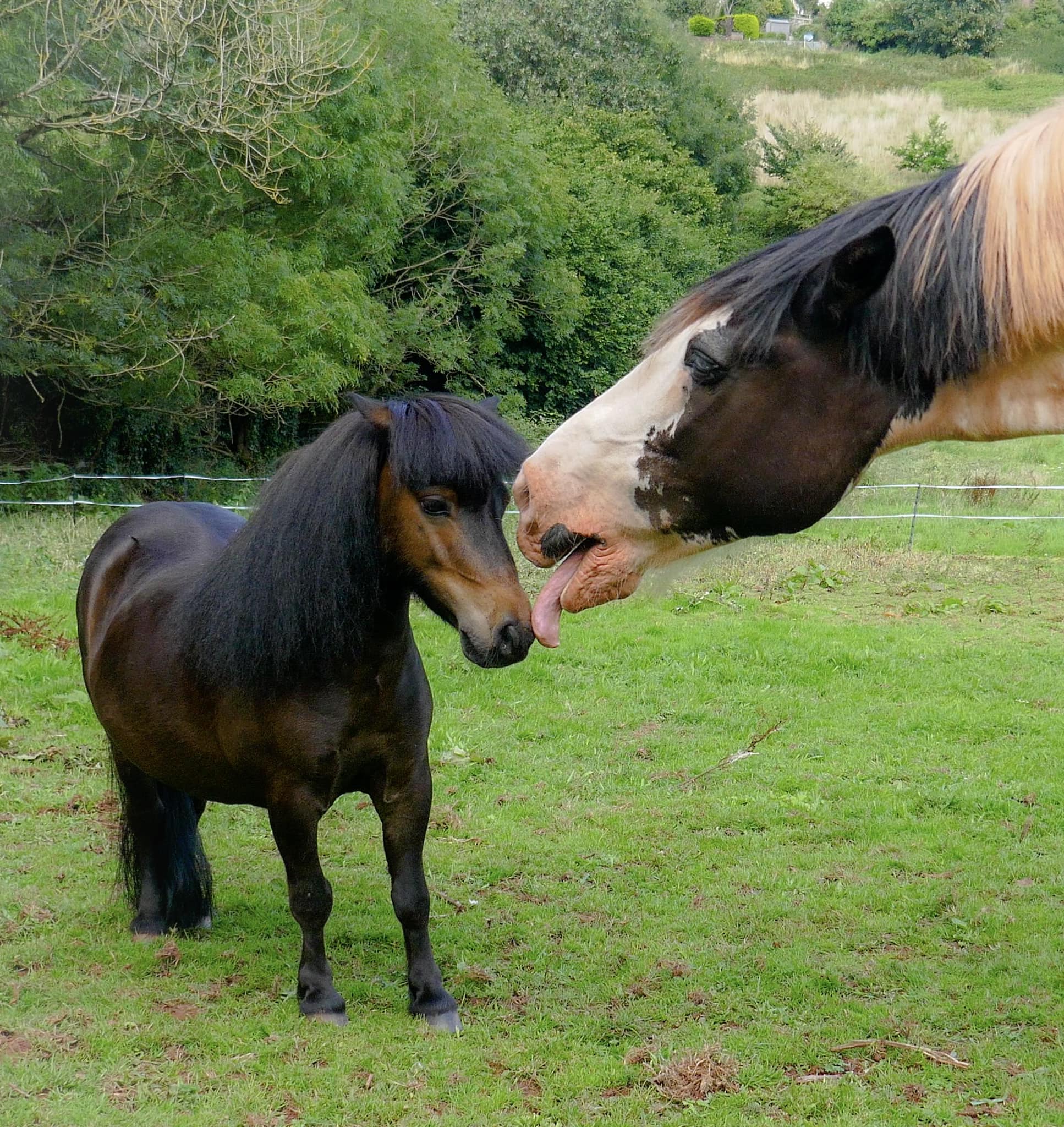 The Adventures - Cowboy the horse 🐎 given Patrick a kiss good night 😴 ...