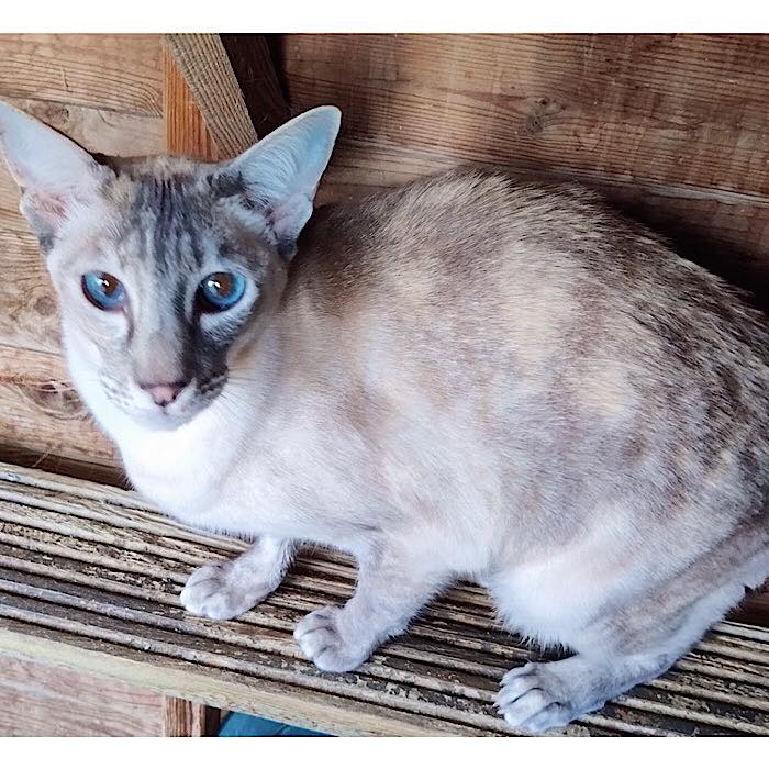oriental-shorthair-cat-rescue-oriental-shorthair-cat-breed-information