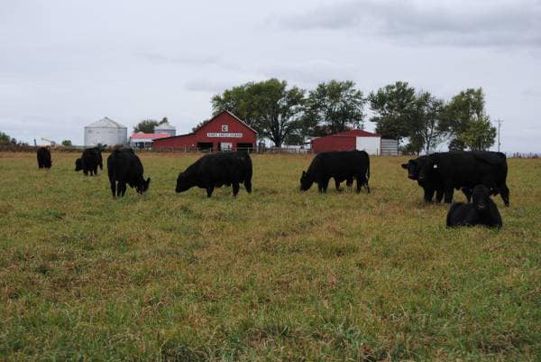 Jones Angus Farms | Kingdom City MO
