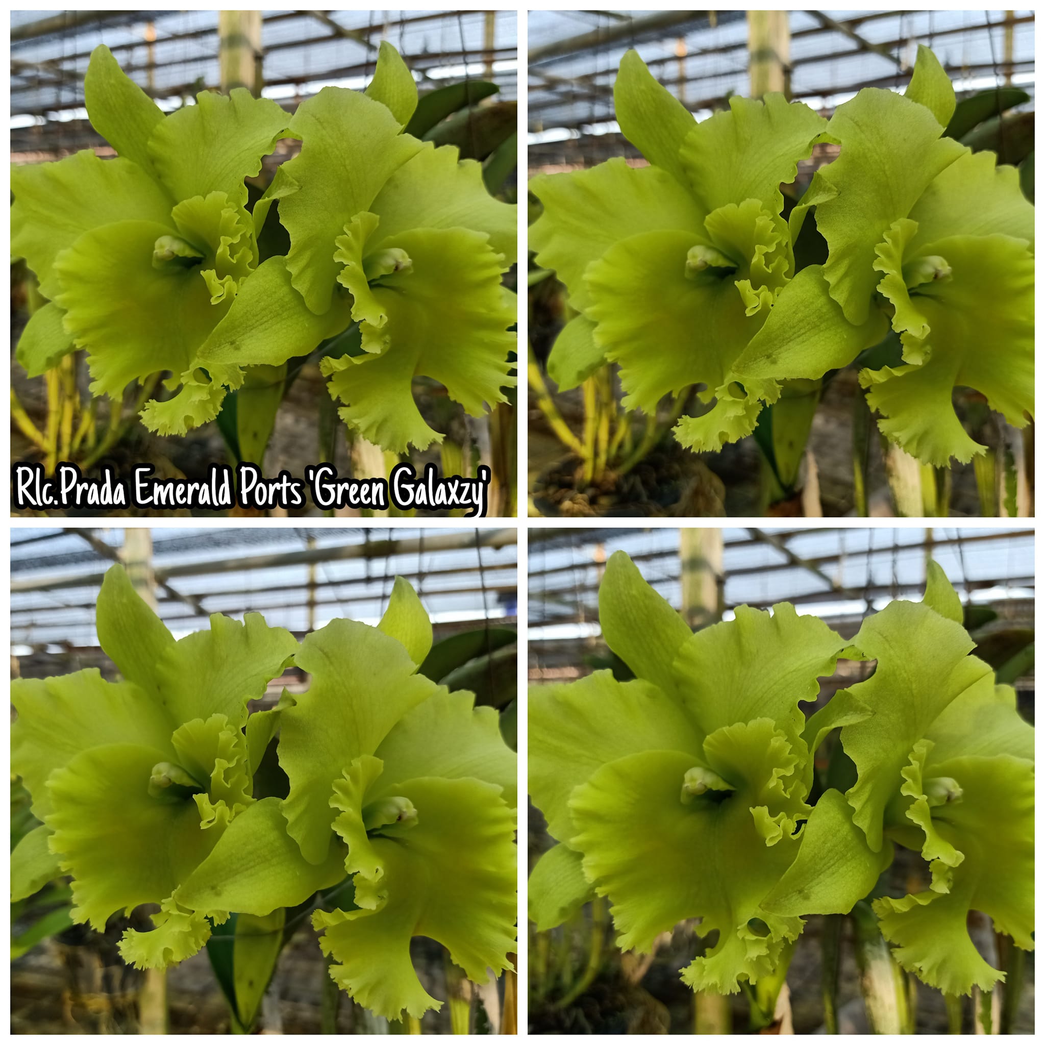 Rhyncholaeliocattleya Prada Green Deluxe