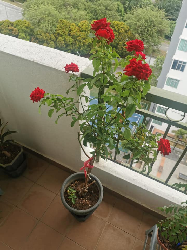 Nisa Roses - Kedah Stockist for Zety Roses | Alor Setar