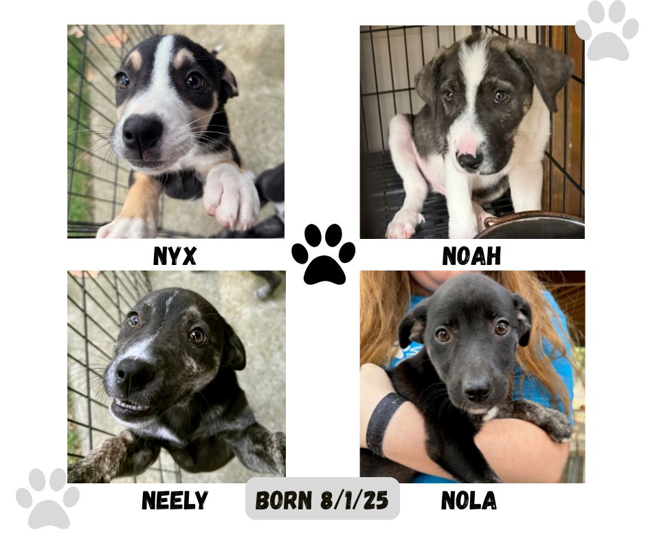 Meet the N litter!... - Project Hope Animal Rescue Foundation | Facebook