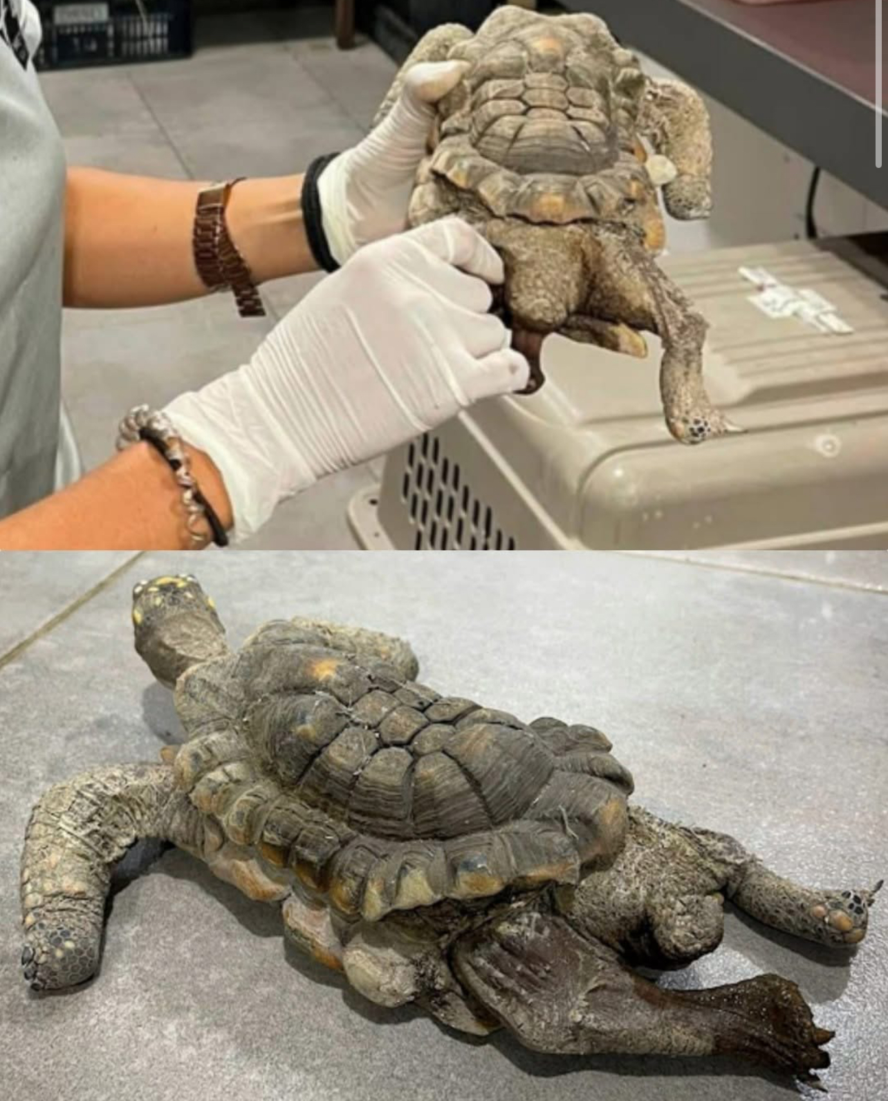 Ancient - For thirty years, Torti, a yellow-footed tortoise, lived in a ...