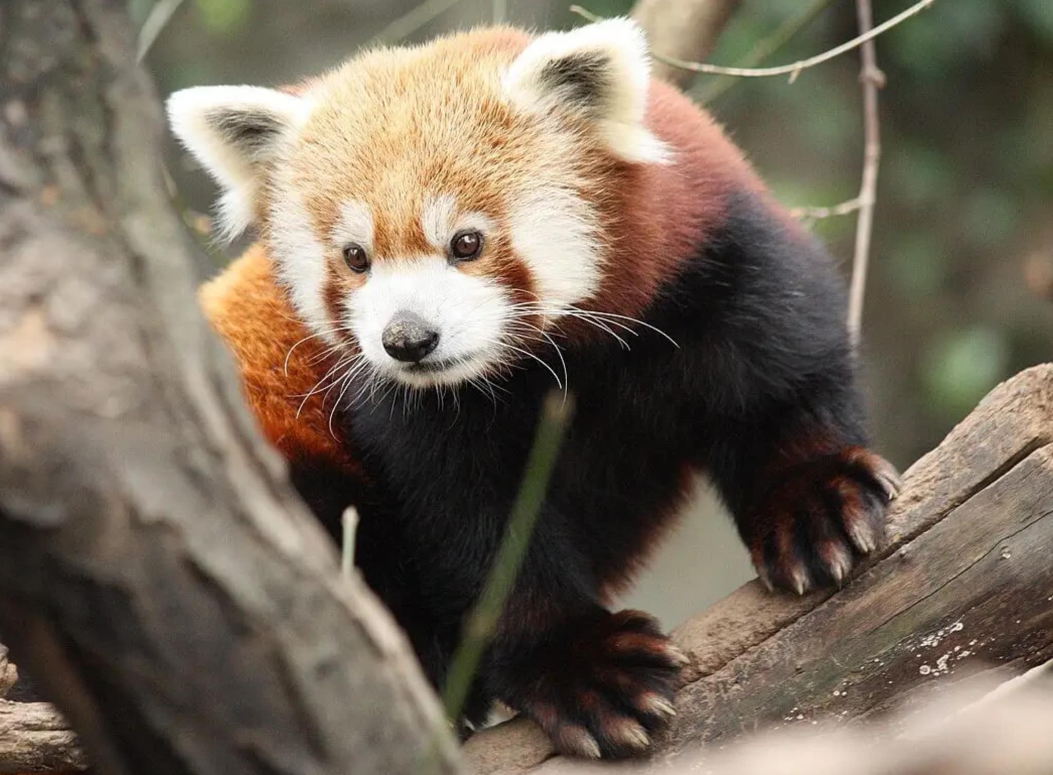 Los Pandas Rojos tienen el rostro... - Animals Videos Random