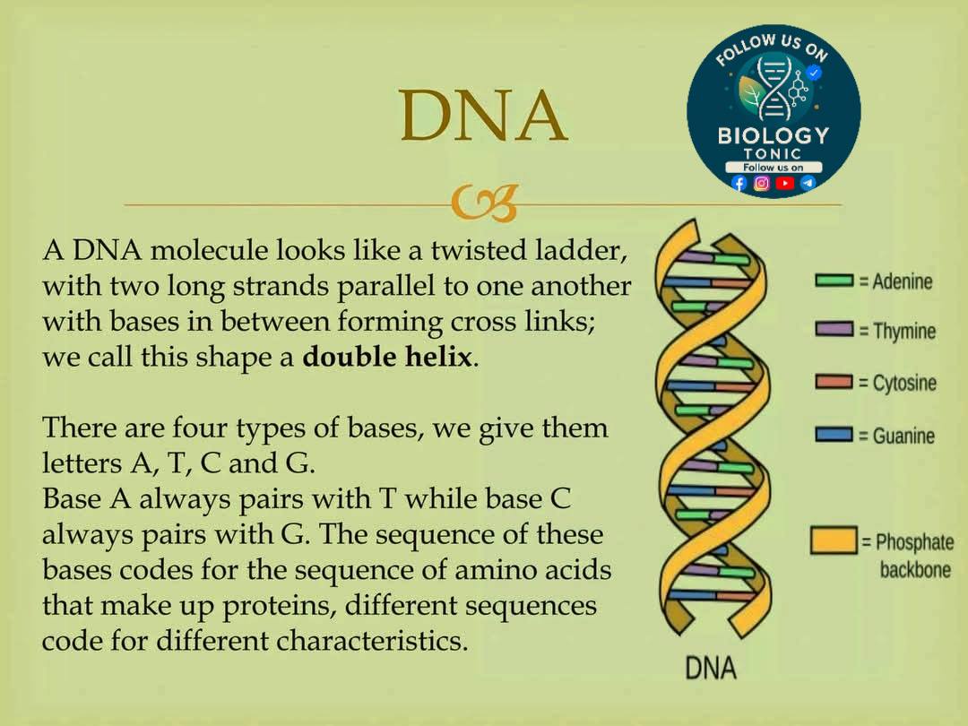 Biology Tonic - Anatomy of Skull Skull bones #fblifestyle | Facebook