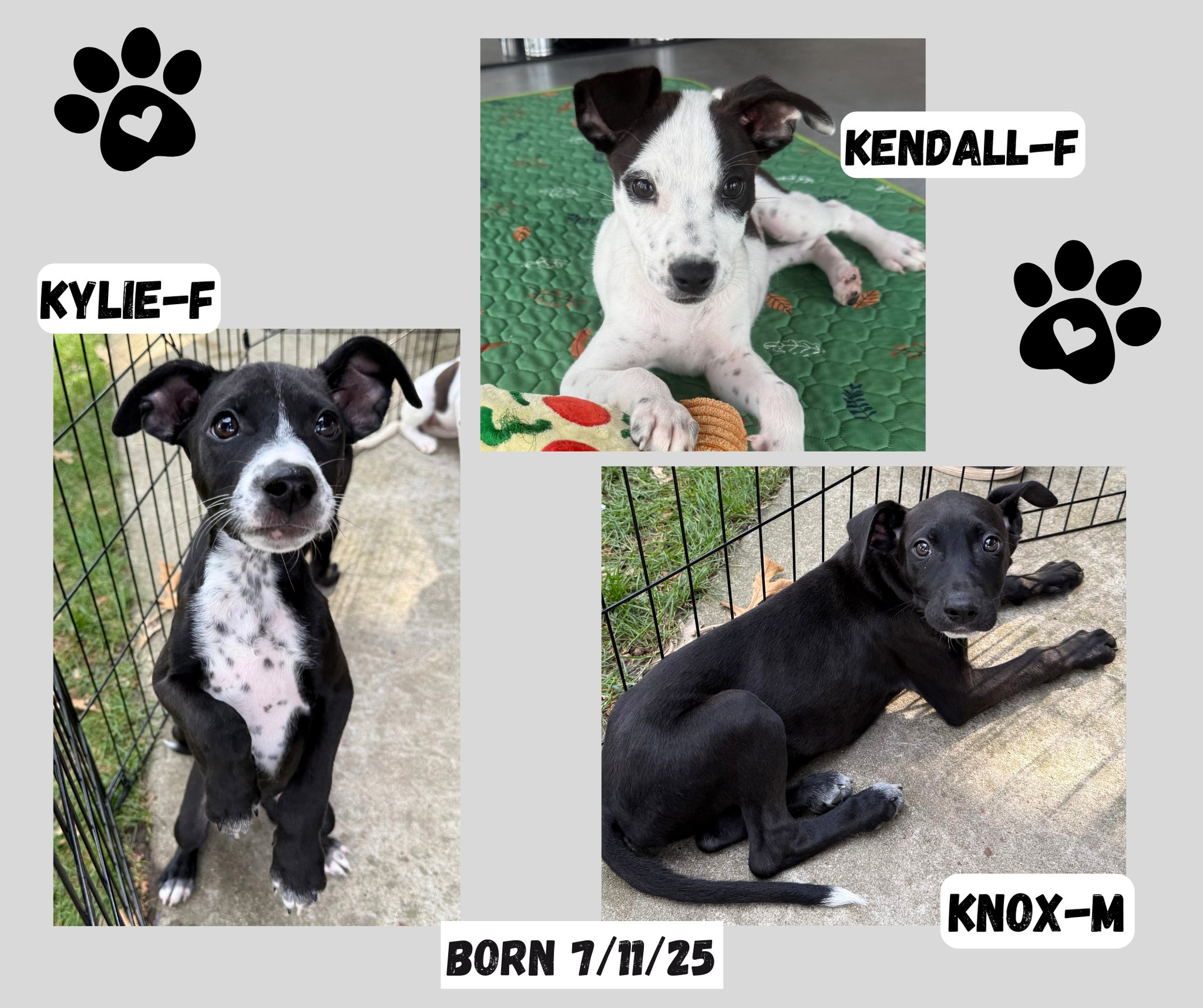 🐾💛 Meet the K... - Project Hope Animal Rescue Foundation | Facebook