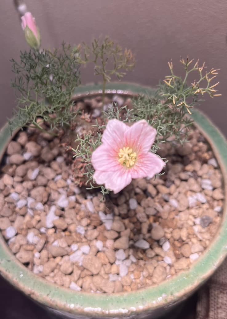 無事に開花〜🌸 塊根植物にハマってもうすぐ1年、初のお花ですっ