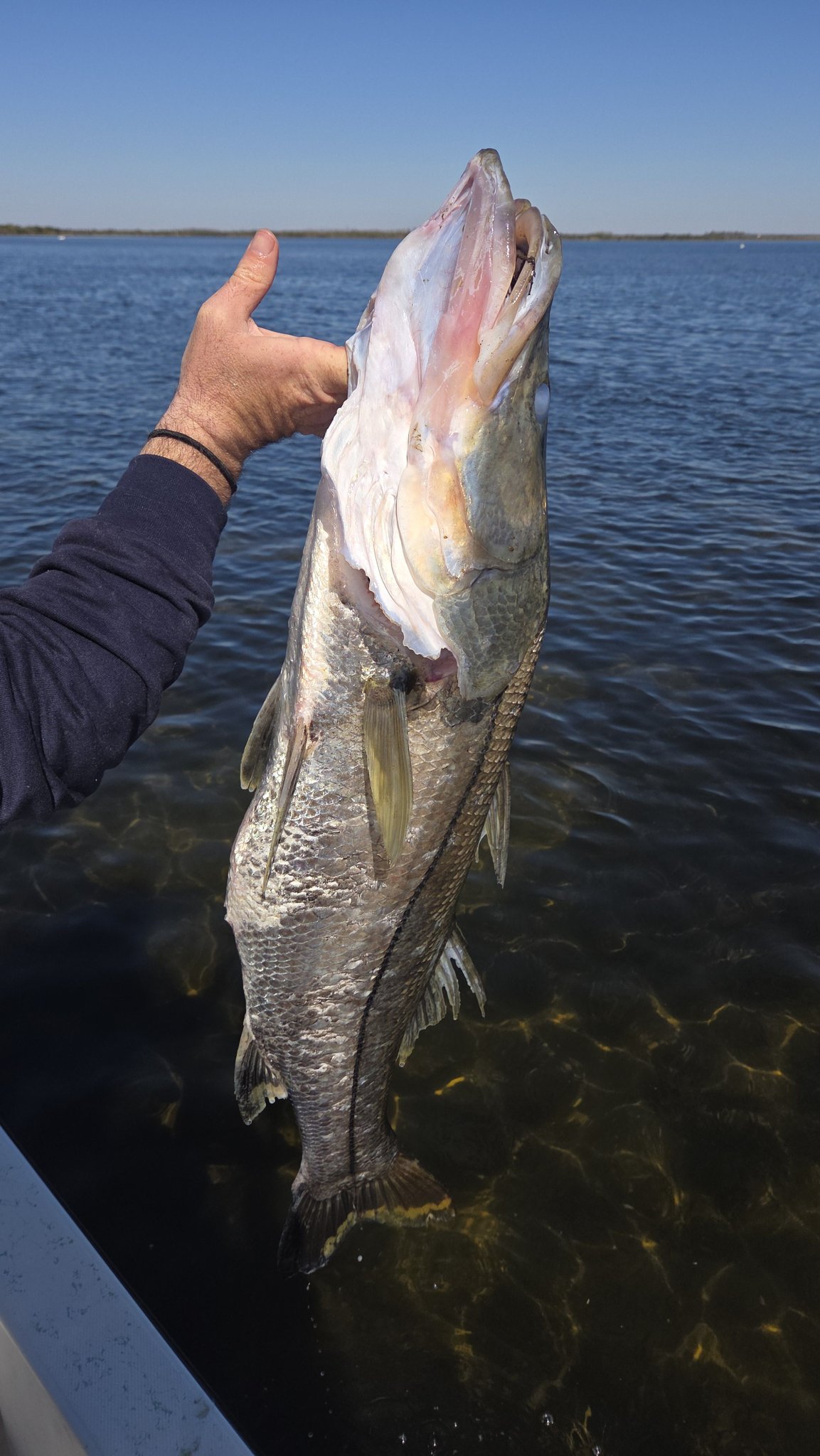 Dencil Powell - Sad to see today in chazz big old snook | Facebook