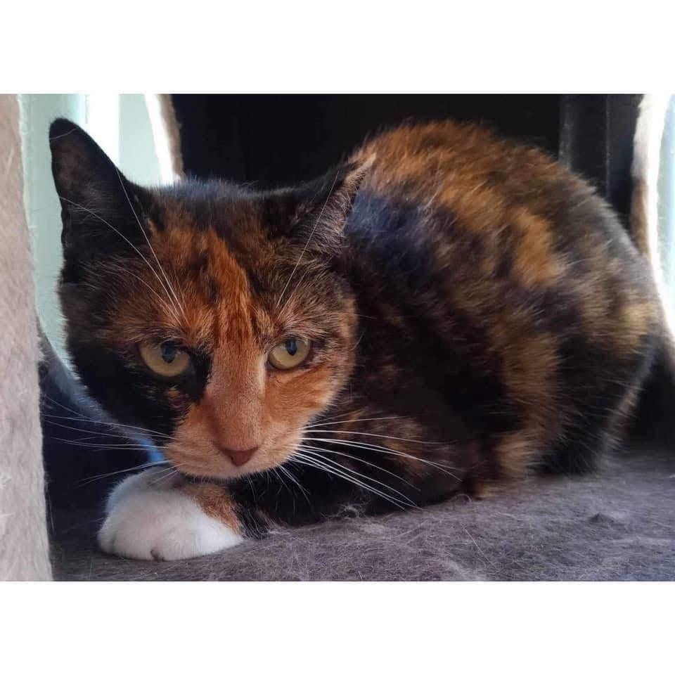 ~*FOSTER VIEW TO ADOPT*~ 👒🌱... - Perth Rescue Angels | Facebook