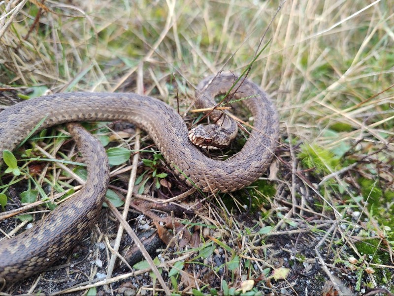 Slangen in Nederland en Benelux: Snakes in the Benelux and adjacent ...