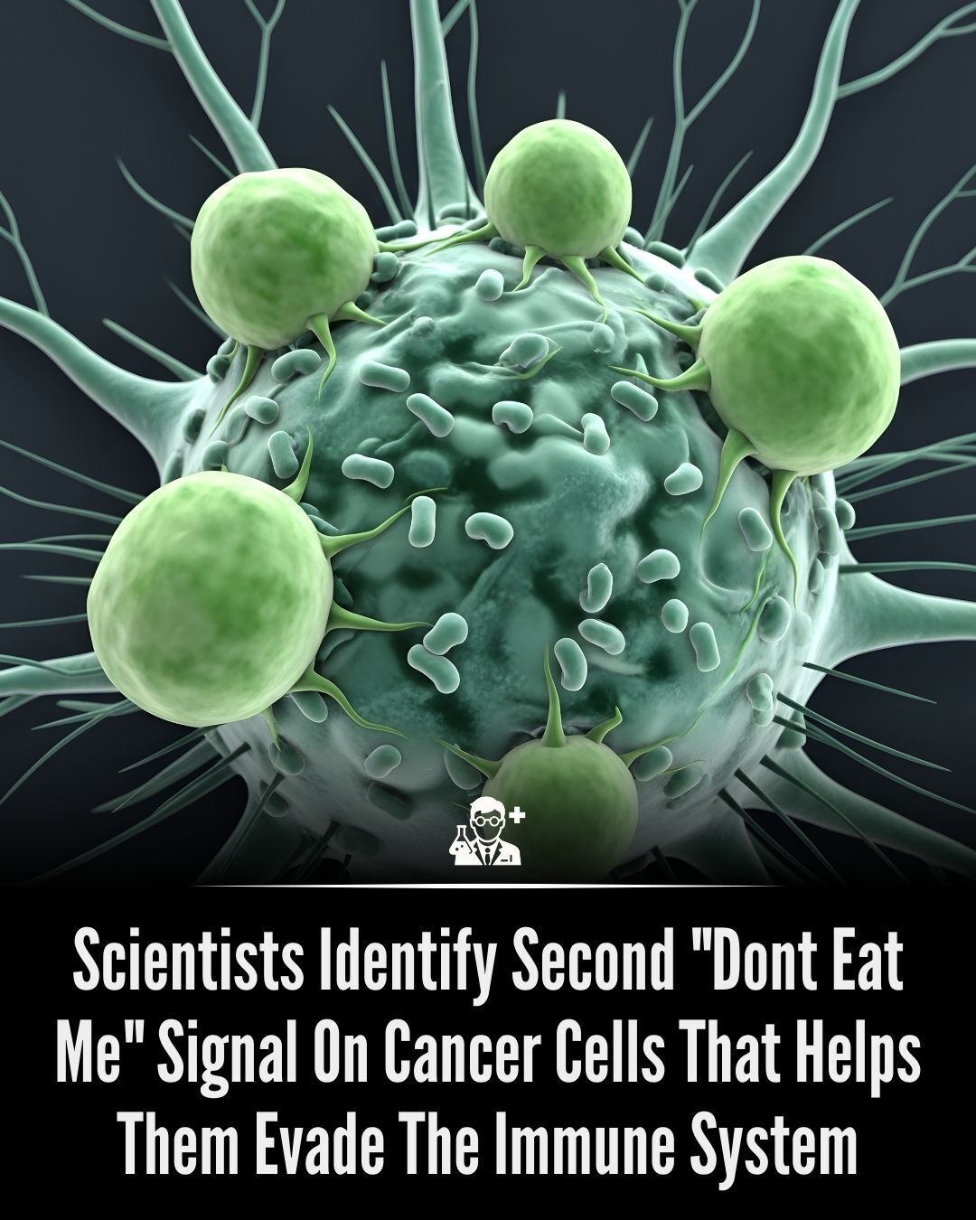 Bright - Scientists have discovered a second “don’t eat me” signal on ...