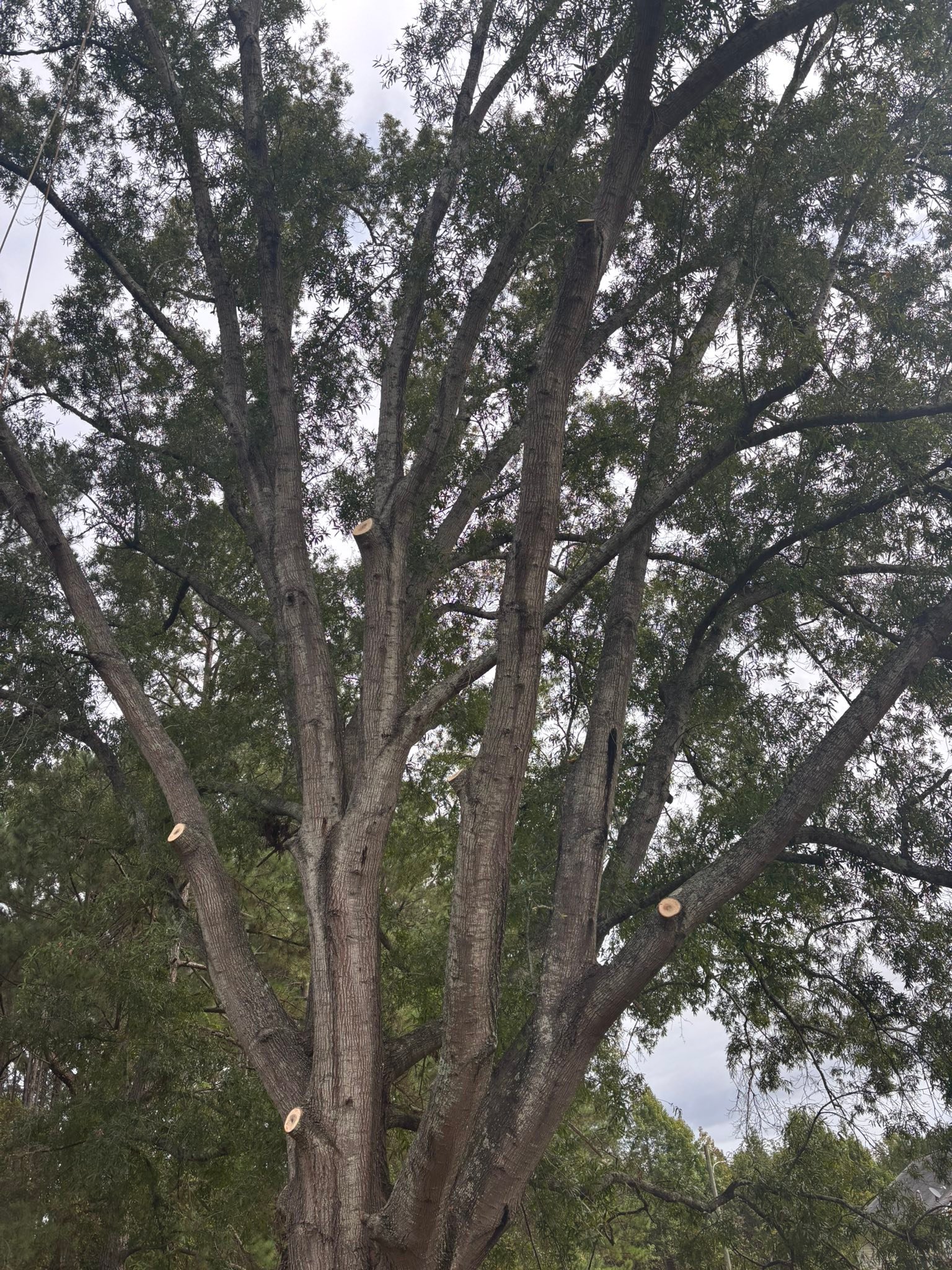 Infinger’s Tree service LLC | Cottageville SC