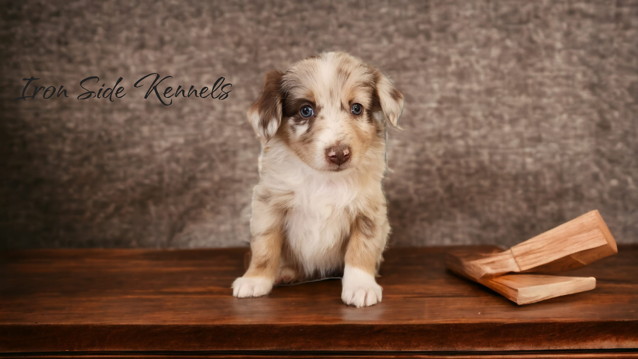 ~ Iron Side Kennels... - Iron Side Ranch Australian Shepherds