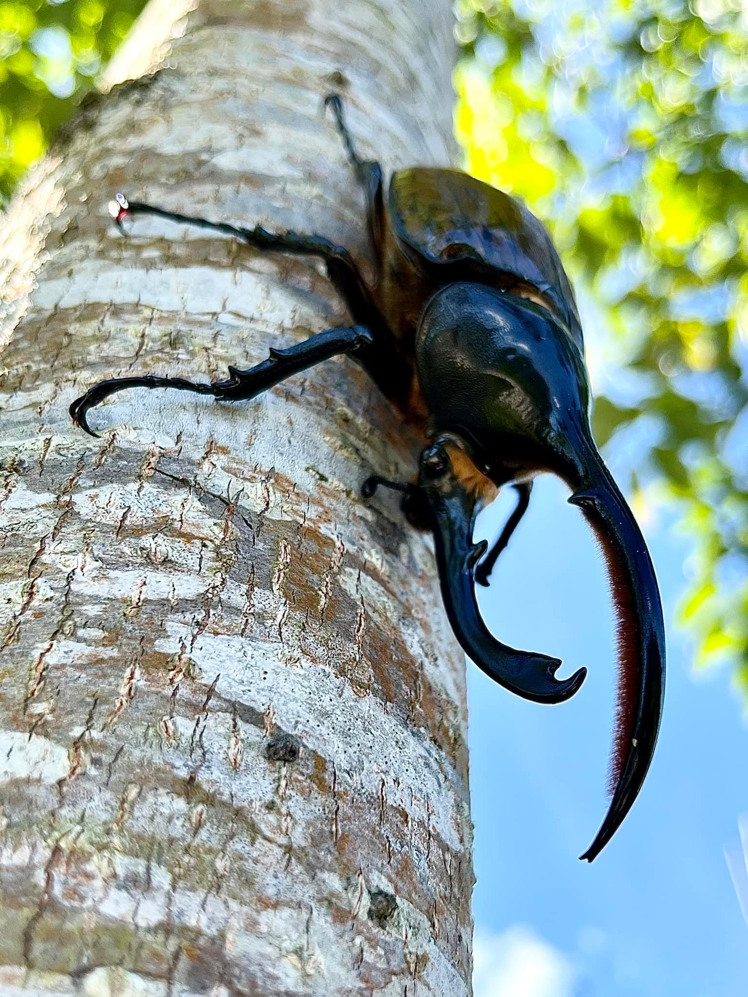 蟲來一次 - 《蟲種介紹—利奇長㦸大兜蟲》 學名：Dynastes lichyi... | Facebook