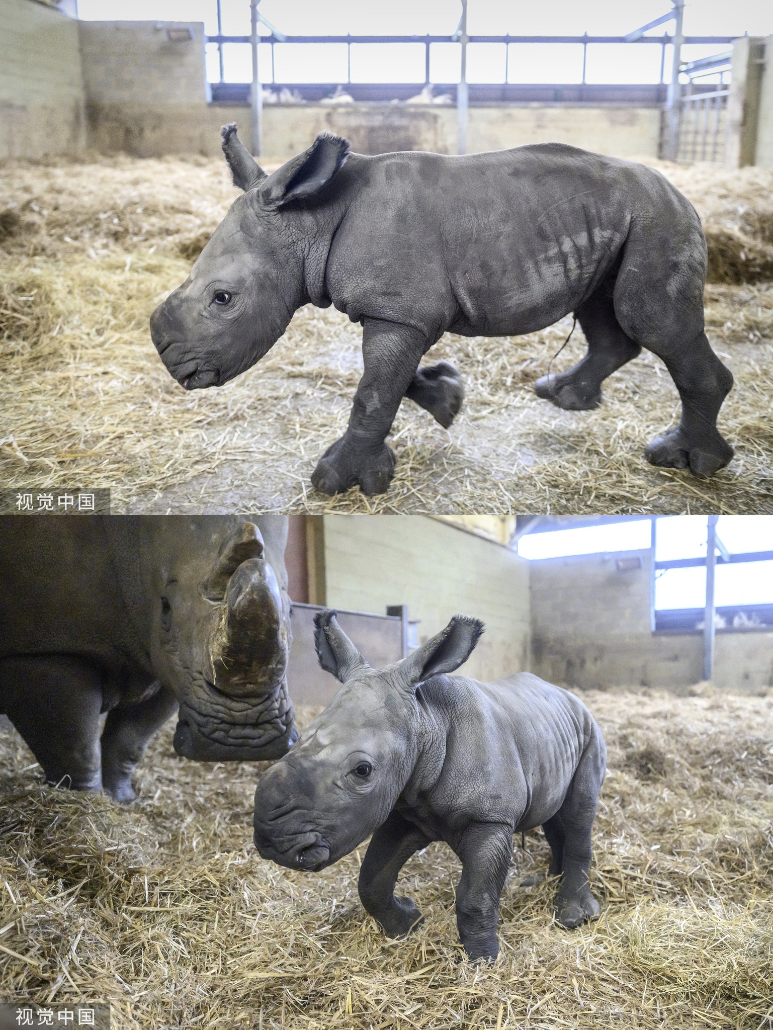 Pictures show a baby White Rhino born at a wildlife park near