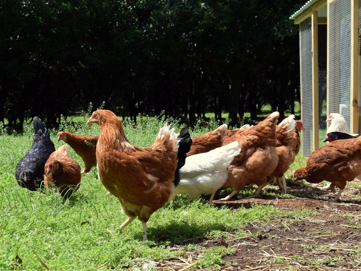 Northern Rivers Poultry
