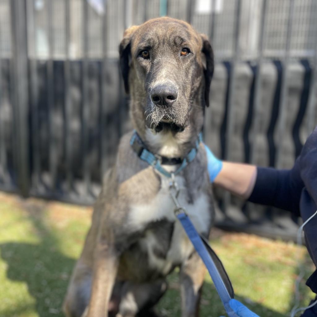 ADOPTED ️ Calling all... - Charlottesville-Albemarle SPCA