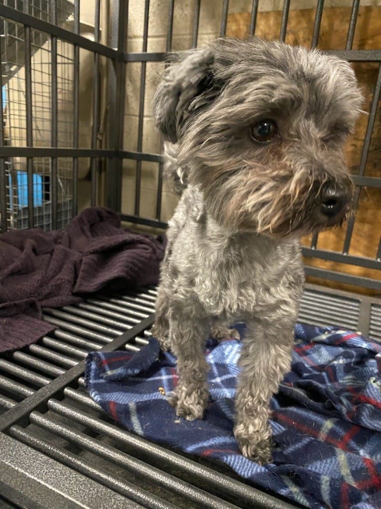 Little Orphan Animals - Peekskill, NY | Peekskill NY