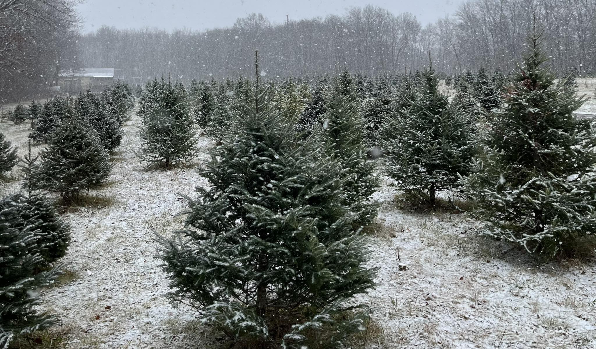 Exley's Christmas Tree Farm... - Exley's Christmas Tree Farm