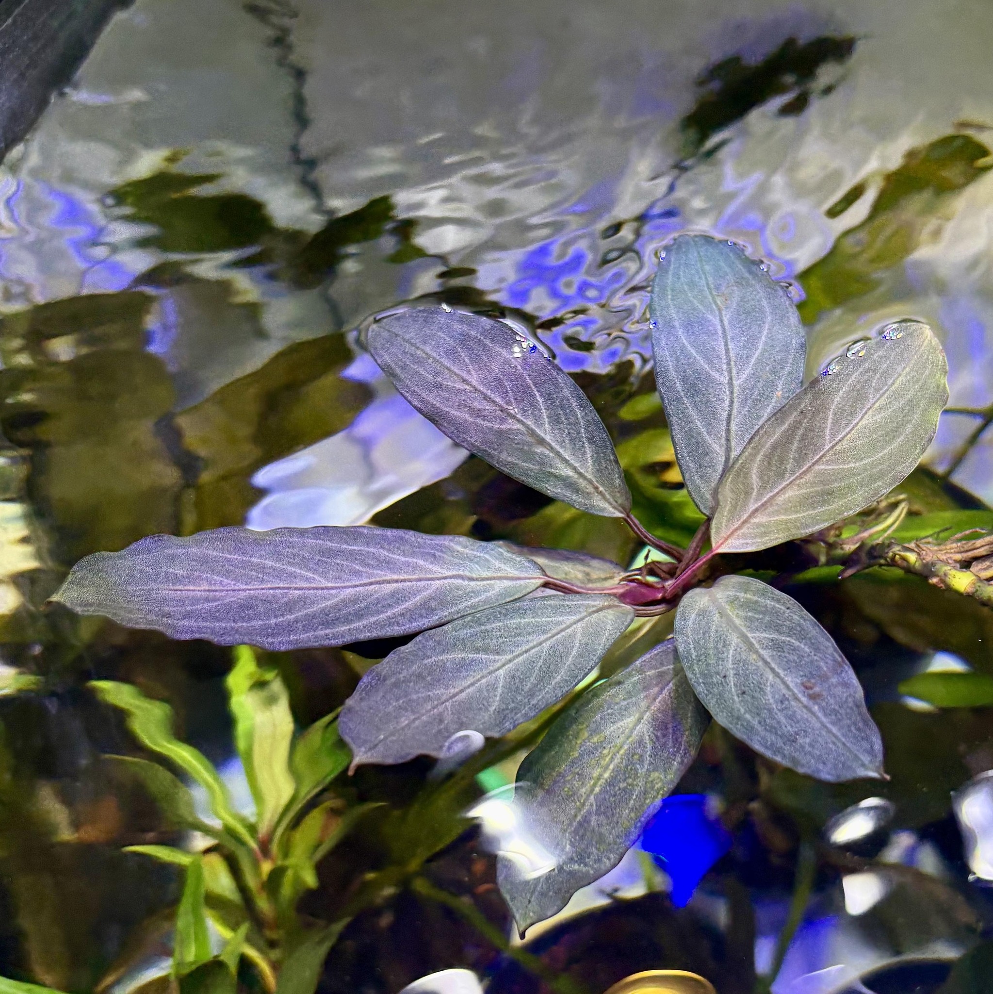 Bucephalandra