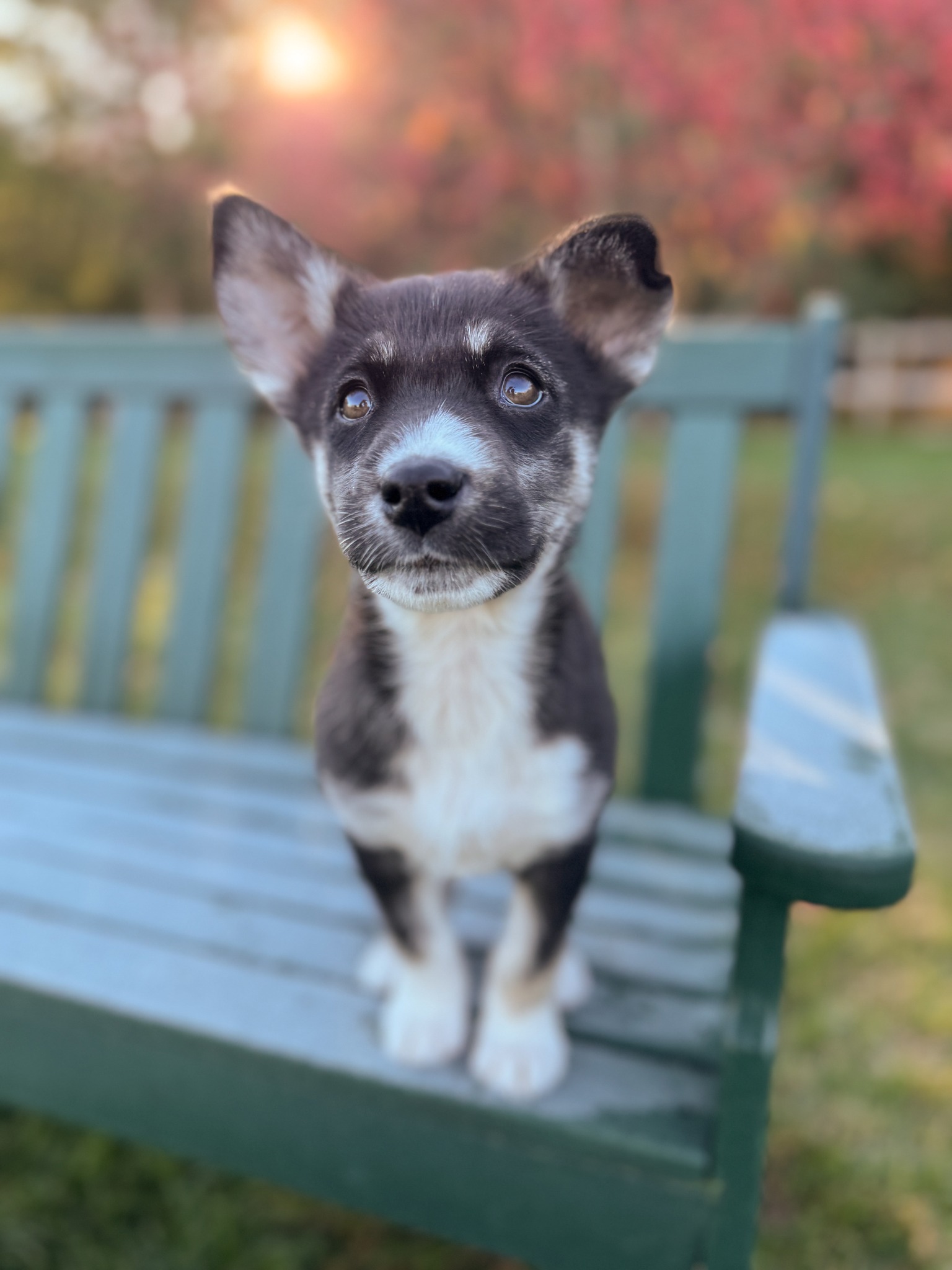 Chance's Rescue - Now it's time for Neve's official... | Facebook