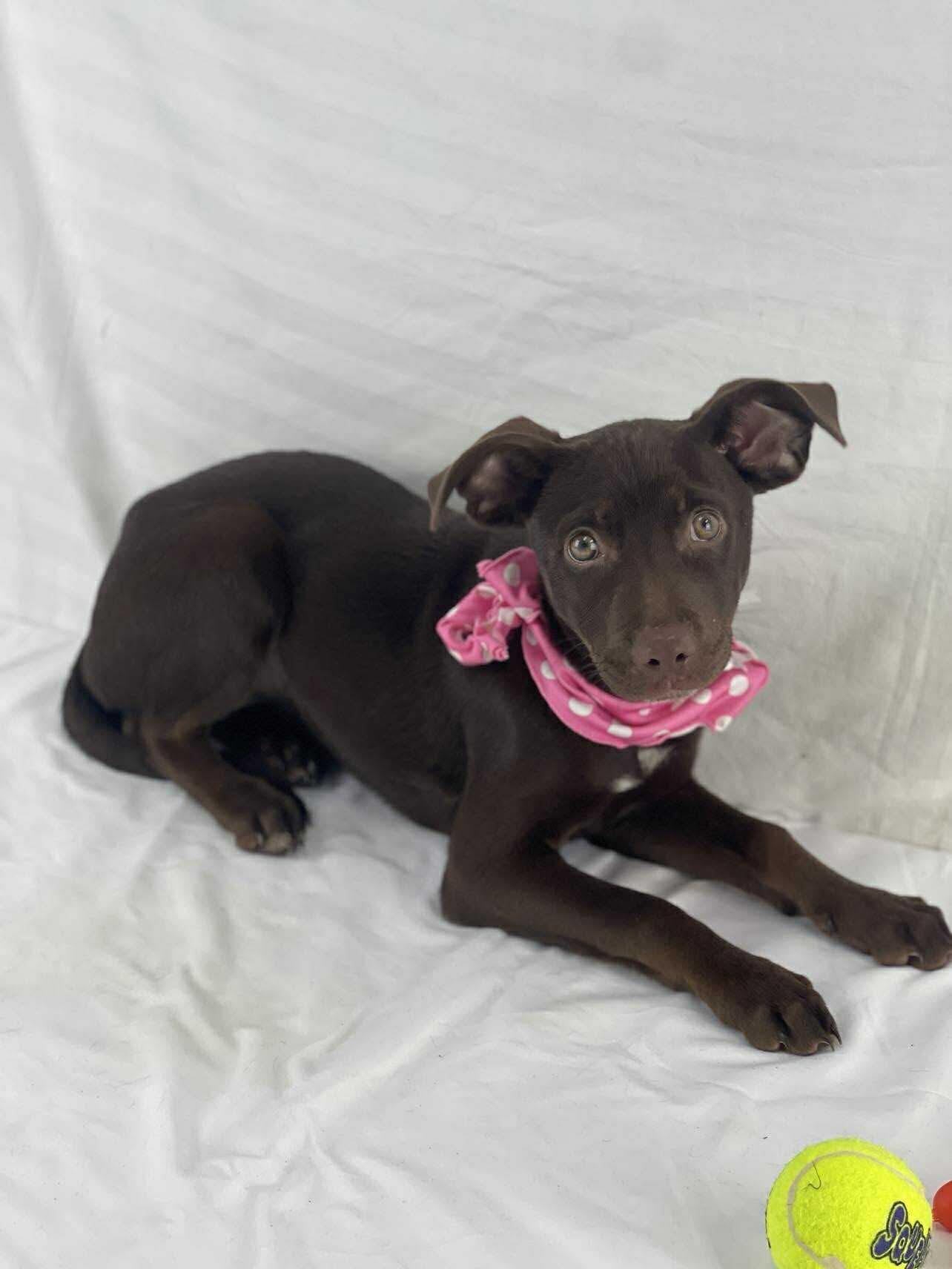 IPAW Inc - What is better than when a foster family opens... | Facebook