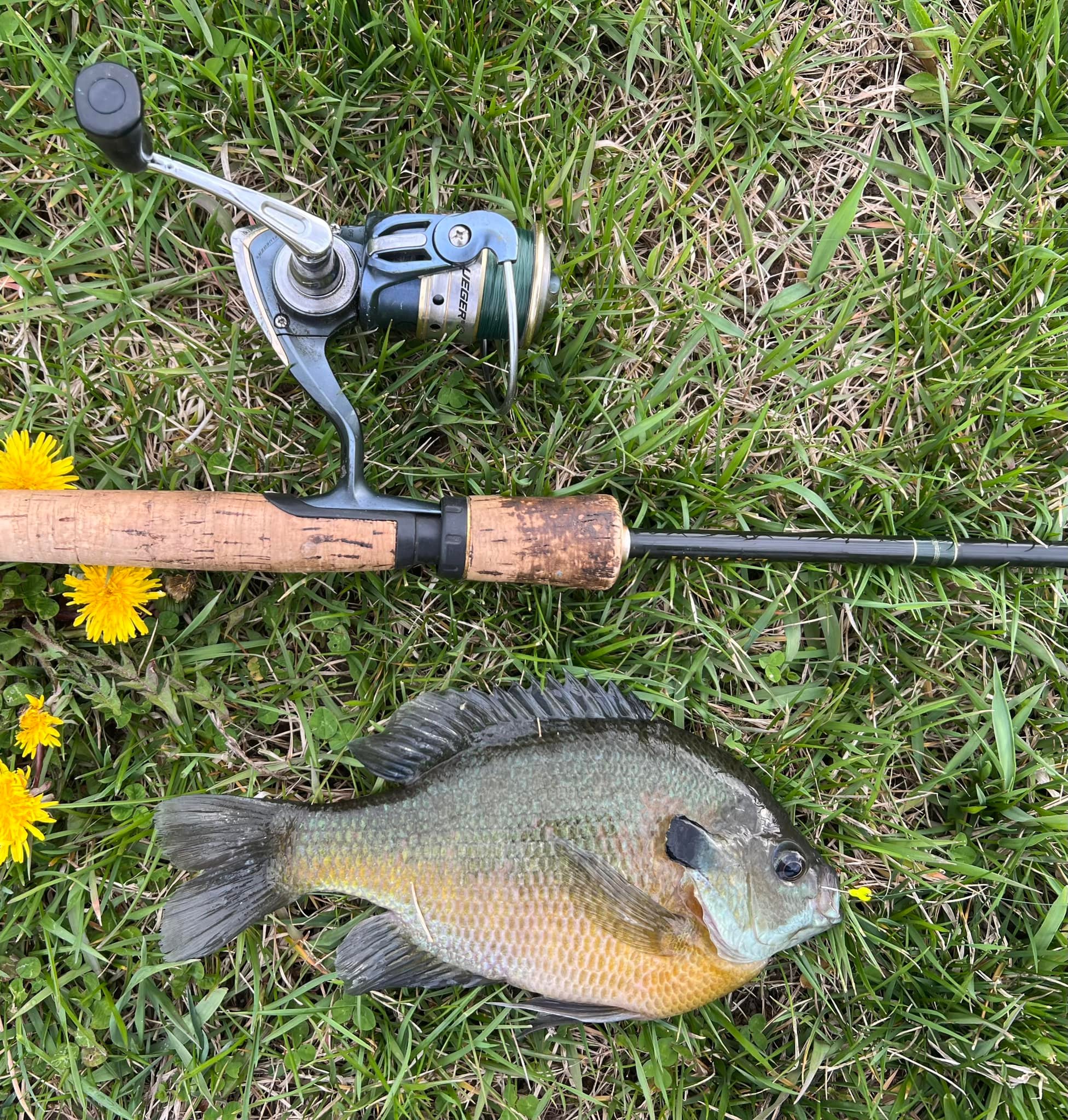 abel fly fishing reels x Ball and Buck Reel T651 cold finished aerospace NATURE_ID: 11956 Academy H20X EVO Rod Model - Gear Ratio:BGMQ6000D-H - 5.7:1