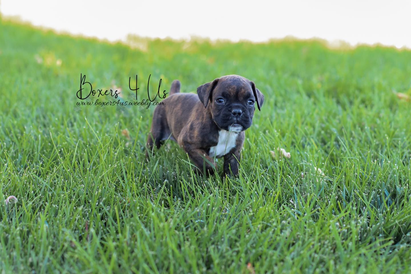 Boxers 4 Us | Delta CO