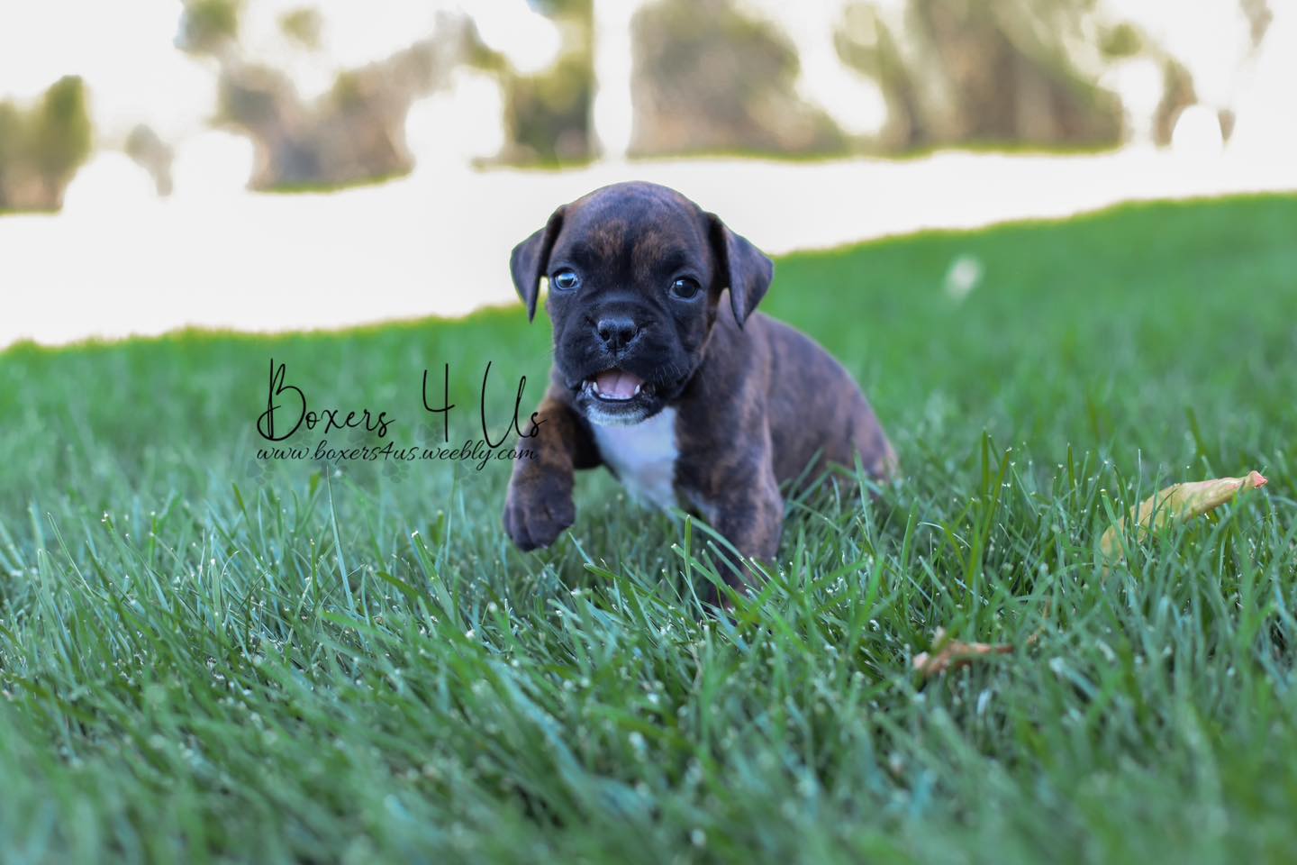 Boxers 4 Us | Delta CO