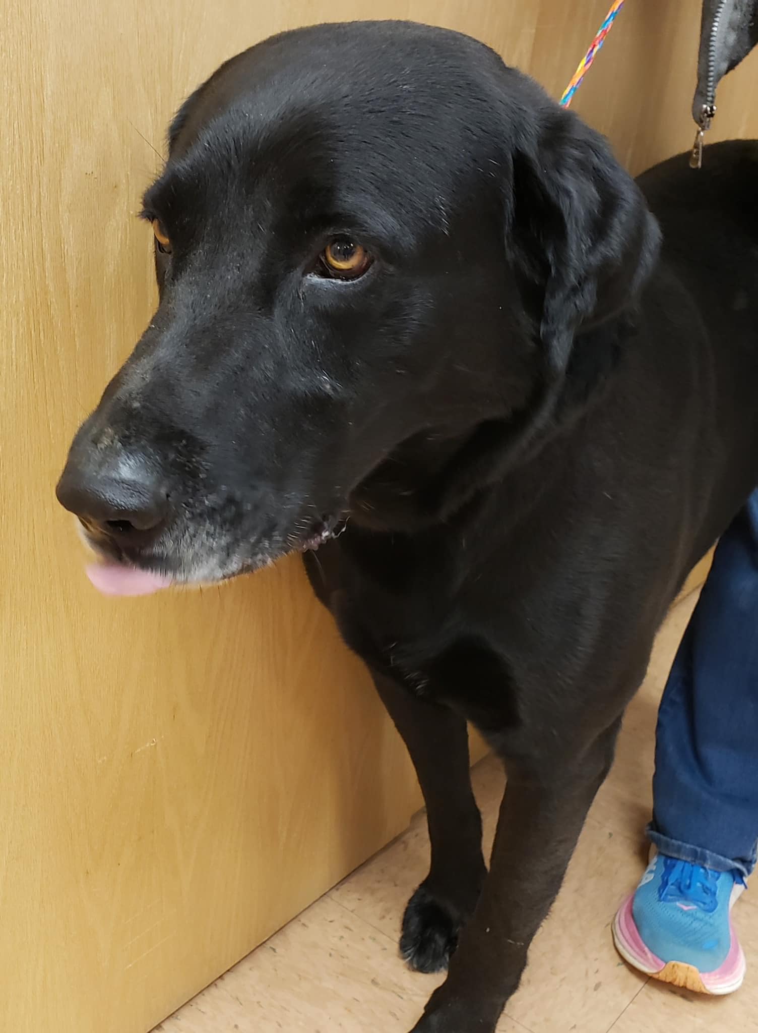🖤 Meet Goliath 🖤 This gentle giant... - Heartland Lab Rescue | Facebook