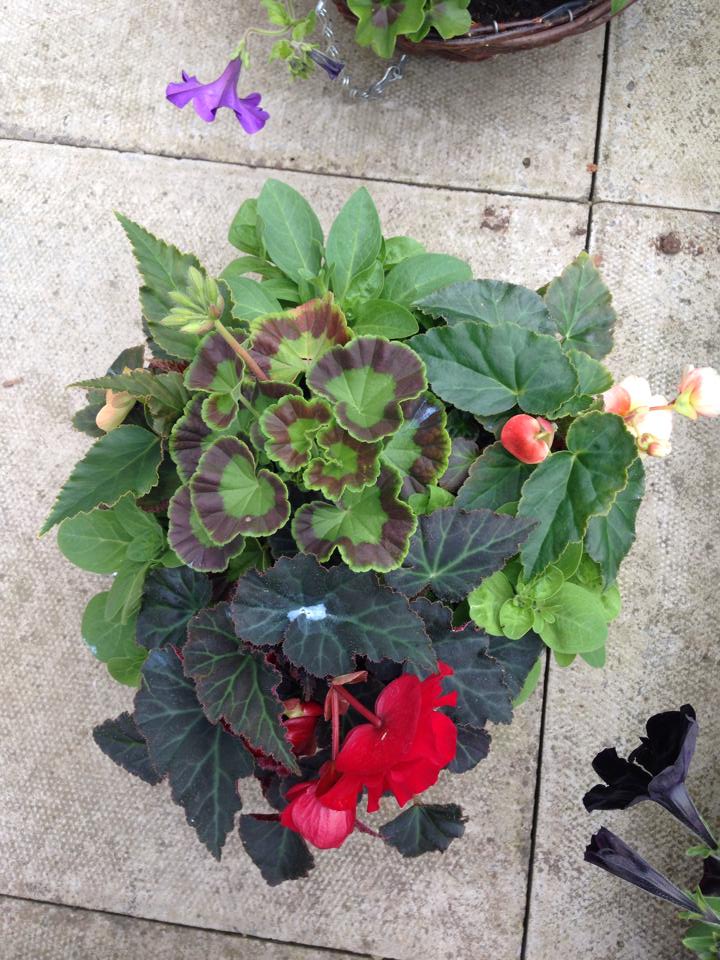 Plants 'R' us