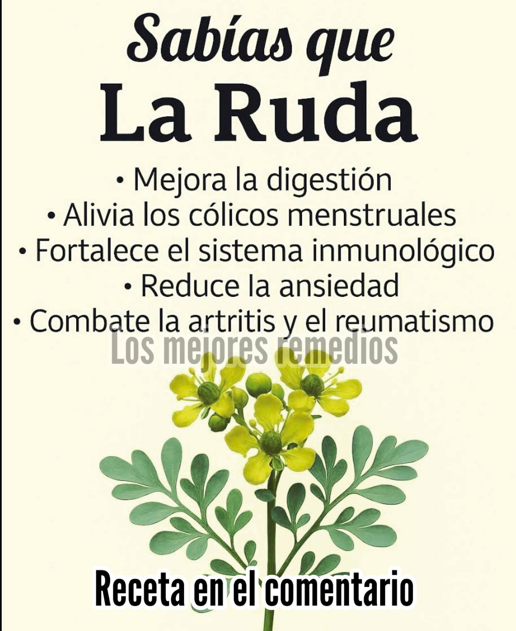 La - Ruda: la hierba milenaria con propiedades digestivas y ...