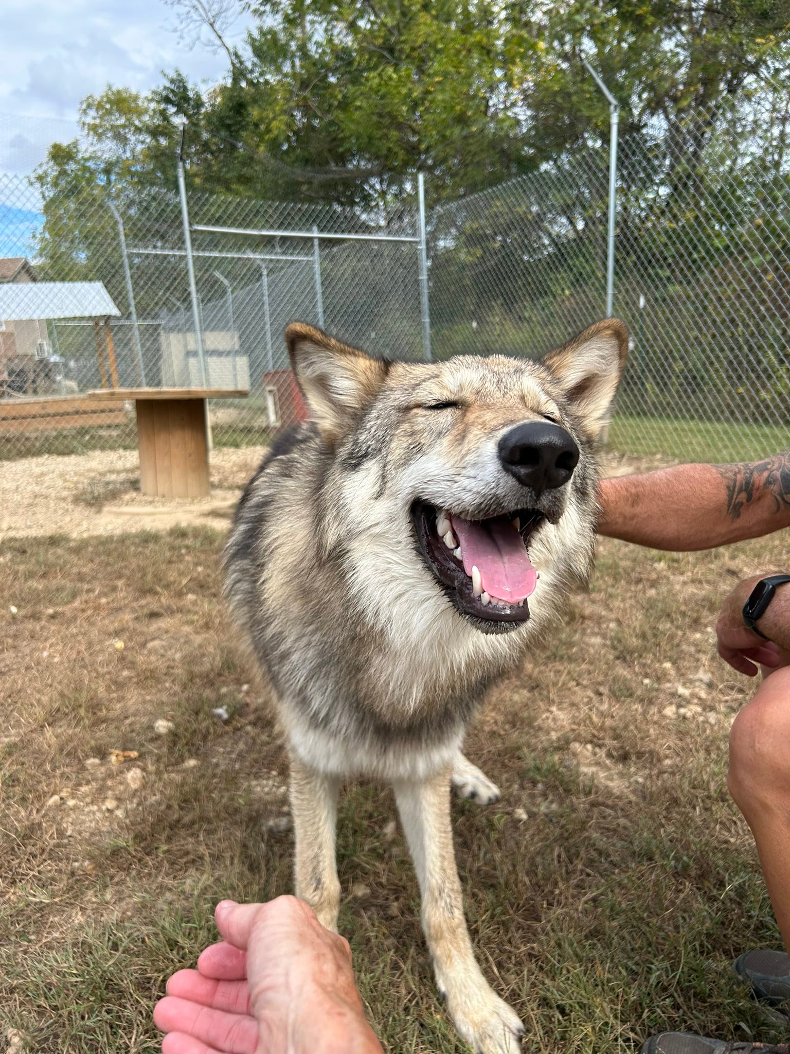 Red... - Red Riding Hood Rescue Project - a wolfdog rescue