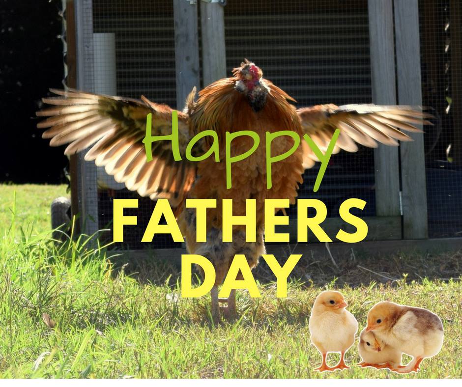 Northern Rivers Poultry