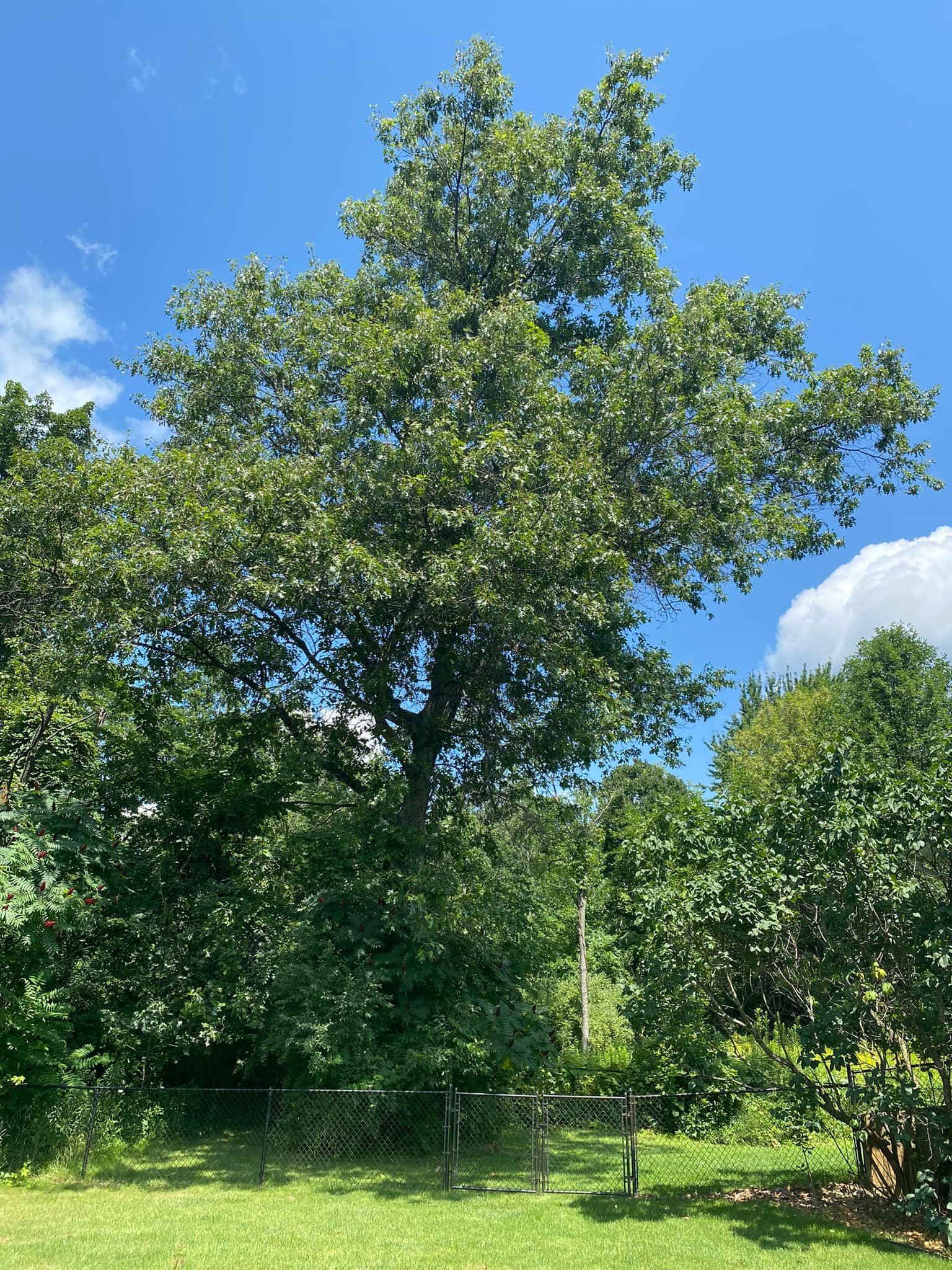 Rogue River Tree Service