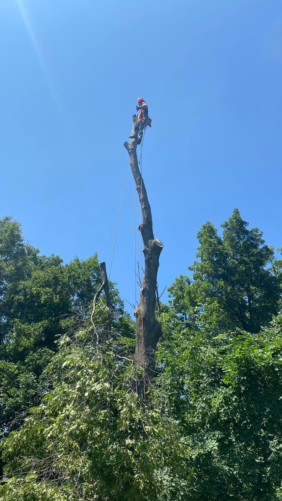 Rogue River Tree Service