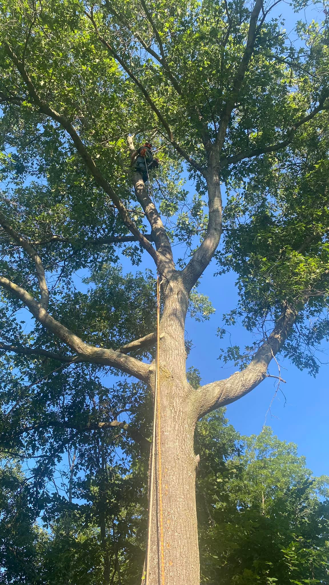 Rogue River Tree Service