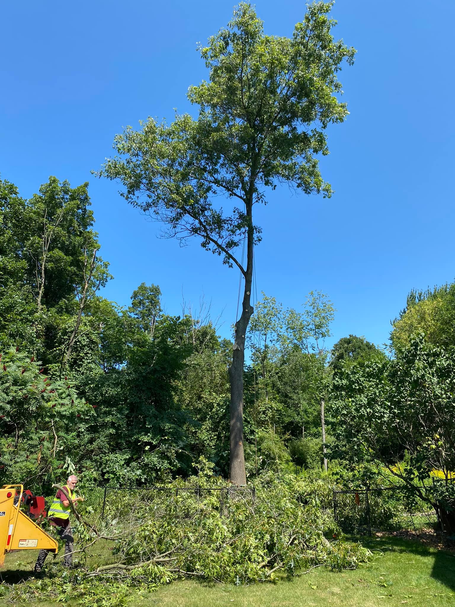 Rogue River Tree Service